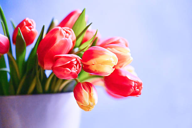 tulips in a decorative vase illuminated by vibrant purple light painting on a dark wooden surface.