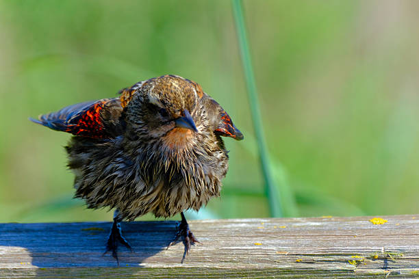 Female Red-winged Blackbird