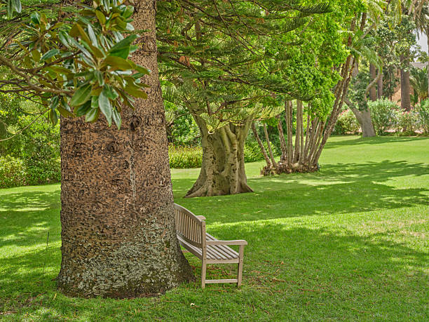 A quiet Western Cape garden scene features a wooden bench resting against a large tree, with vibrant green grass and dappled shade. The row of trees extends into the distance, creating a serene nature setting perfect for relaxation, contemplation, and outdoor leisure.