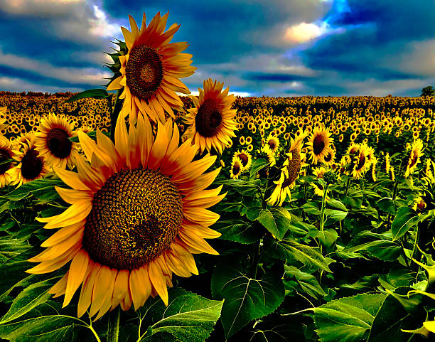 Sunflowers bask in the light of sunrise as clouds break after a storm.