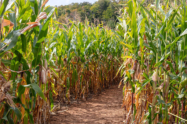 Entrance to Corn Maze