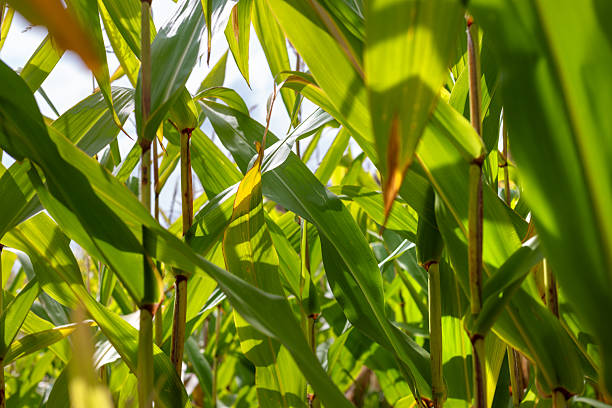 Entrance to Corn Maze