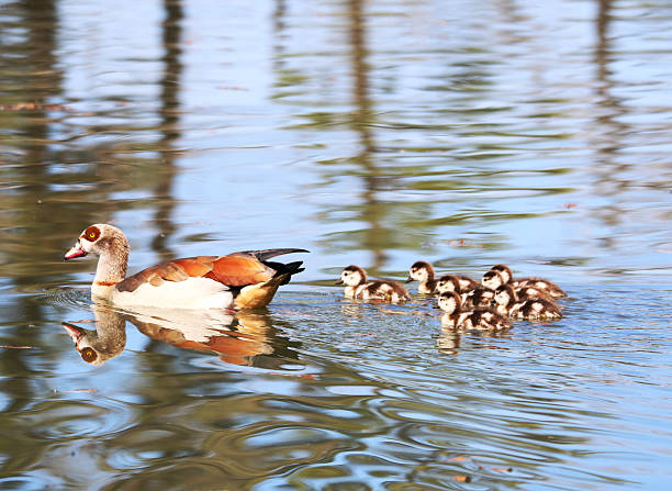 an egyptian goose swimming with her gosling following along