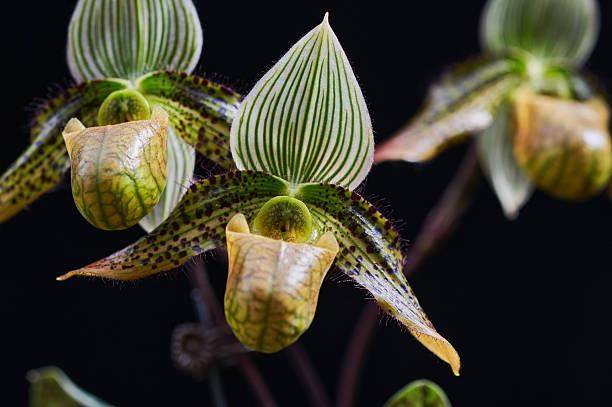 Paphiopedilum orchid flowers blooming, showing intricate patterns and vibrant colors
