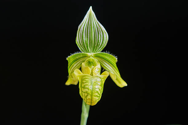 Green and yellow lady's slipper orchid flower blooming with striped petals on black background