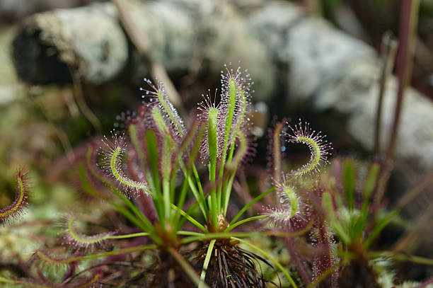Drosera plant featuring dew-like mucilage droplets on its predatory leaves
