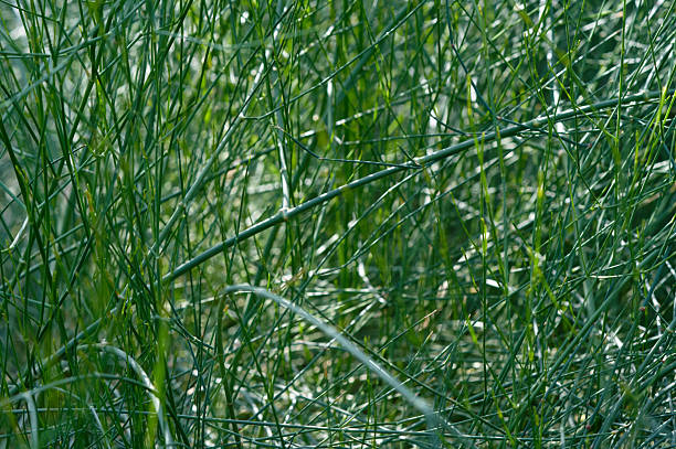 Green plant stems growing densely, creating an intricate natural pattern