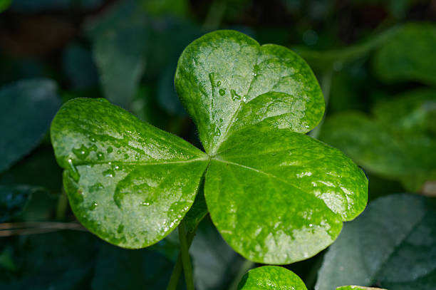 Wet shamrock leaves showing water droplets illuminated by natural light