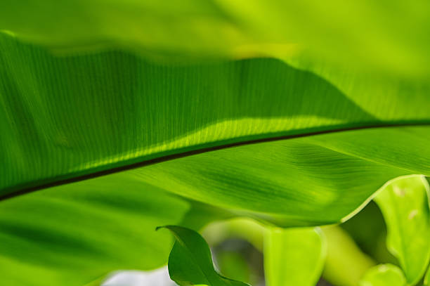 Vibrant green macro texture of a bird's-nest fern leaf with sunlight from above
