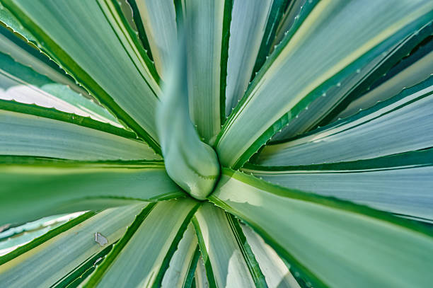 Agave plant showcasing its striped green leaves with sharp spiny edges