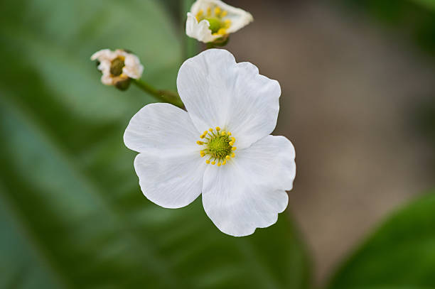 White water plantain flower with yellow center and green leaves blooming outdoors