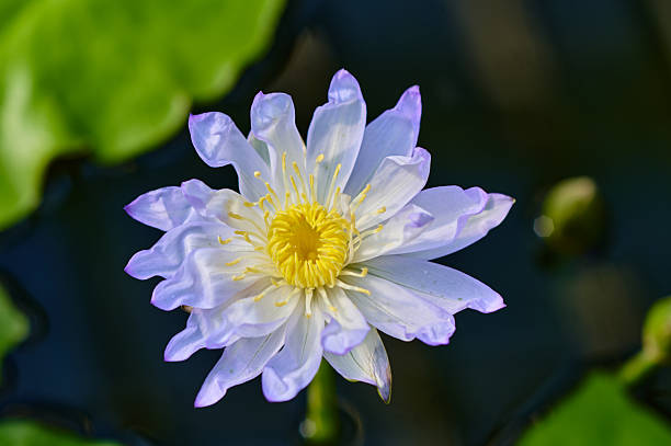 Purple water lily floating on dark water with green leaves