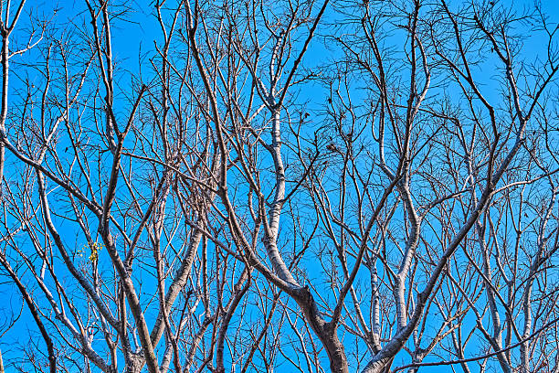 Tree against the sky. branch tree on the sky background