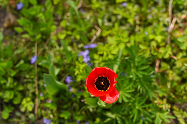 Red poppy blooming among green grass and wild plants, poppy flower standing out with bright petals. outdoor nature concept, soft background blur. Single red poppy growing in meadow by fresh greenery.
