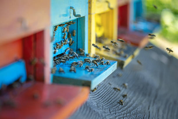 Worker honey bees flying in and out of brightly painted wooden beehives in a traditional apiary.