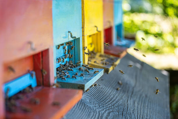 Worker honey bees flying in and out of brightly painted wooden beehives in a traditional apiary.