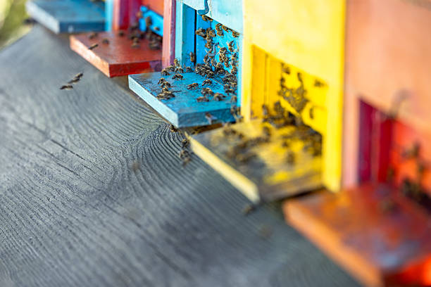 Worker honey bees flying in and out of brightly painted wooden beehives in a traditional apiary.