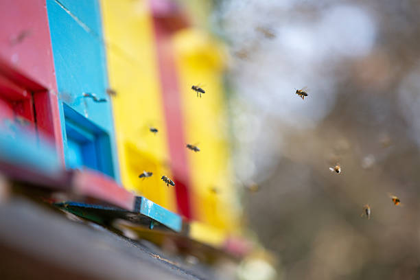 Worker honey bees flying in and out of brightly painted wooden beehives in a traditional apiary.