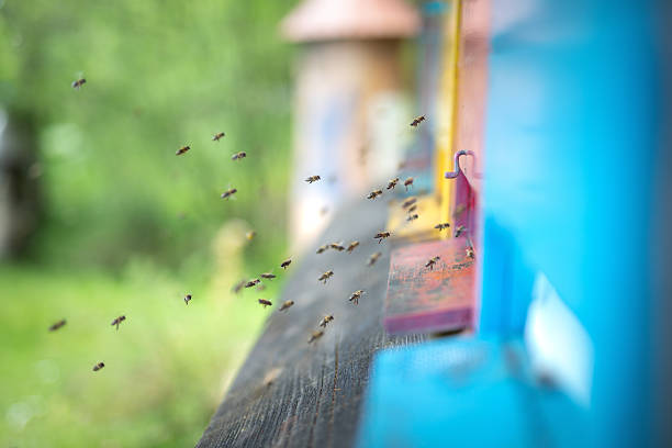 Worker honey bees flying in and out of brightly painted wooden beehives in a traditional apiary.