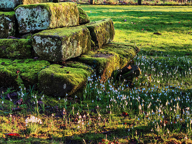snowdrops winter cold wild flowers in English country churchyard