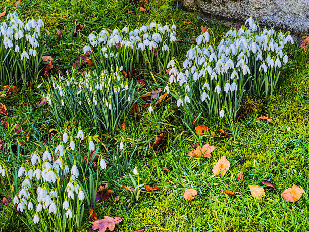 snowdrops winter cold wild flowers in English country churchyard