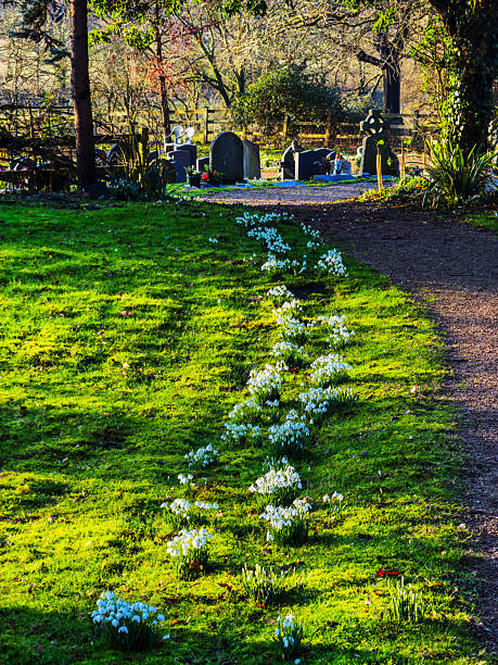 snowdrops winter cold wild flowers in English country churchyard