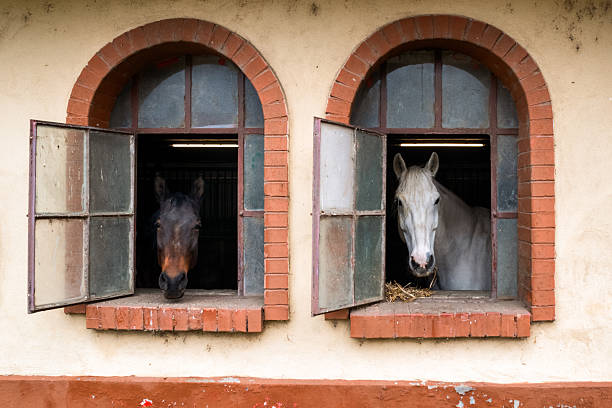 Two horses of contrasting colors looking out from rustic arched stable windows. Rural farm scene with a subtle theme of duality, difference and harmony in countryside environment.