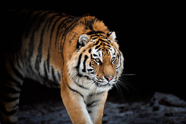 istock Tiger walking through dark cave area during the day in its natural habitat 2260486653