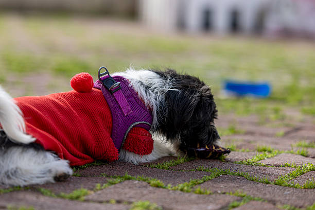 close up of cute dog
