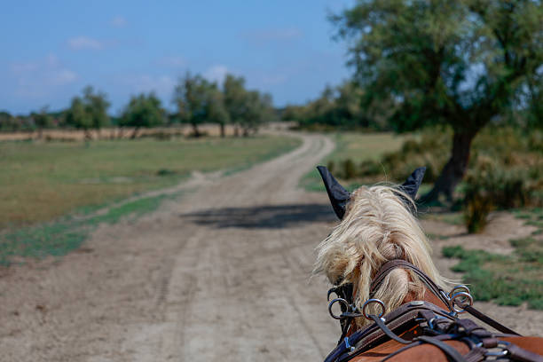 Horse ridde in the souht of France