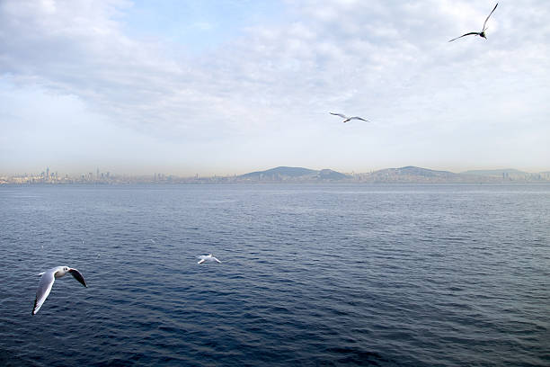 Flying Seagulls With Beautiful Sea View