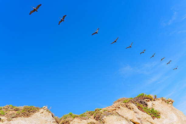 Brown pelicans soar gracefully in a diagonal formation against a brilliant blue sky over sun-kissed, rugged cliffs at El Matador State Beach.