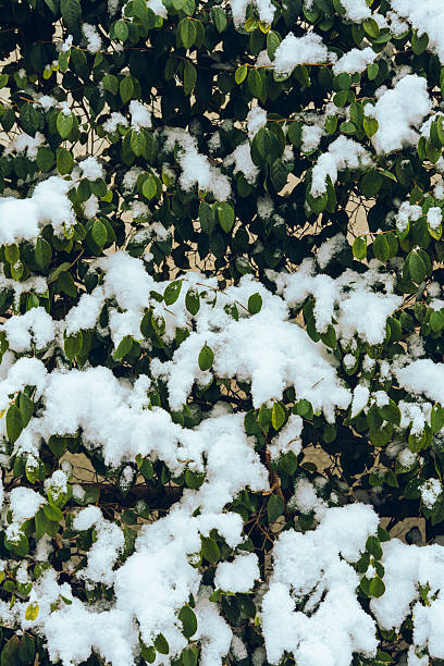 Close-up of green foliage covered in fresh snow, creating a natural winter background with texture and contrast. Ideal for seasonal themes, cold weather, nature backdrop, and environmental concepts.