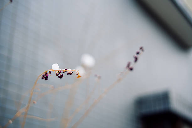Minimal close-up of tiny dark berries on thin stems with a small clump of snow, shot with very shallow depth of field and a soft, blurred background. Ideal for themes like winter, fragility, seasonal transition, and quiet mood.
