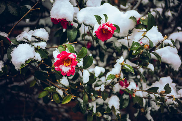Close-up of red camellia flowers blooming among green leaves while fresh snow rests on the branches, creating a vivid contrast and a seasonal winter mood. Suitable for themes such as winter, snowfall, resilience, nature, and Japanese seasonal scenery.