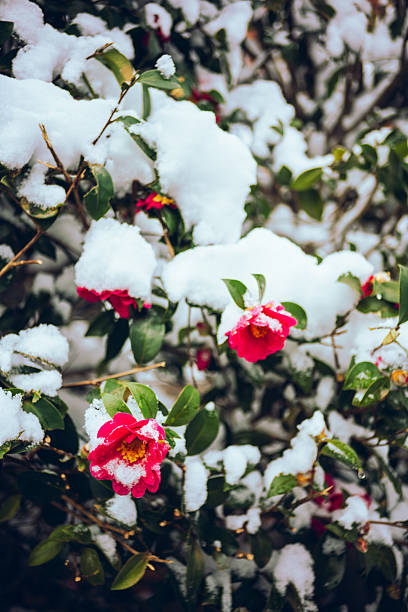 Close-up of red camellia flowers blooming among green leaves while fresh snow rests on the branches, creating a vivid contrast and a seasonal winter mood. Suitable for themes such as winter, snowfall, resilience, nature, and Japanese seasonal scenery.