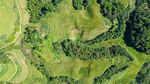 istock Aerial view of lush green terraced rice fields winding through mountainous terrain 2260493913