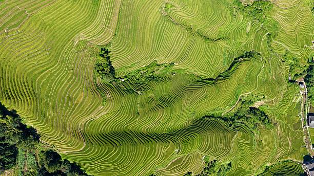 istock Aerial view of lush green terraced rice fields on rolling hills 2260493994