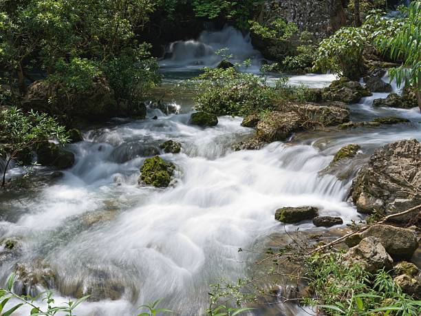 Rapid stream flowing over rocks in a lush forested area