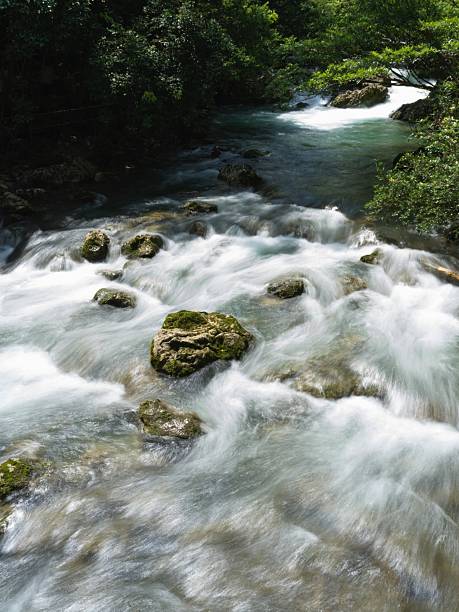 Rapid mountain stream flowing over moss-covered rocks in a forested area