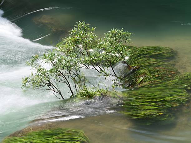 Big fresh green mossy boulders  in foamy water of mountain river. Light blurred cold water with reflections, white whirlpools in rapids.
