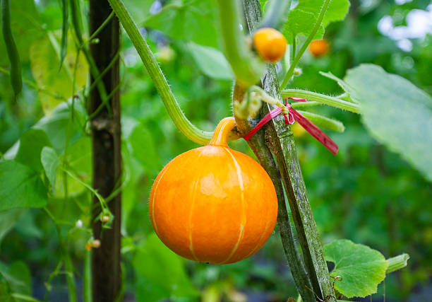 Fresh ripe orange Kabocha fruit growing in a vegetable garden in Ciater, Subang, West Java, Indonesia. Agricultural shot of a Japanese pumpkin on the vine surrounded by green leaves.