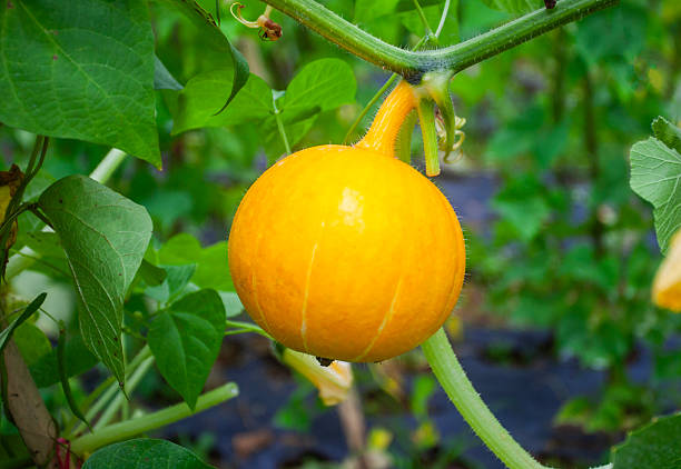 Fresh ripe orange Kabocha fruit growing in a vegetable garden in Ciater, Subang, West Java, Indonesia. Agricultural shot of a Japanese pumpkin on the vine surrounded by green leaves.