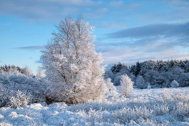 Snow and frost covered tree standing in a winter field under a blue sky. Cold seasonal landscape with icy vegetation and calm natural atmosphere.