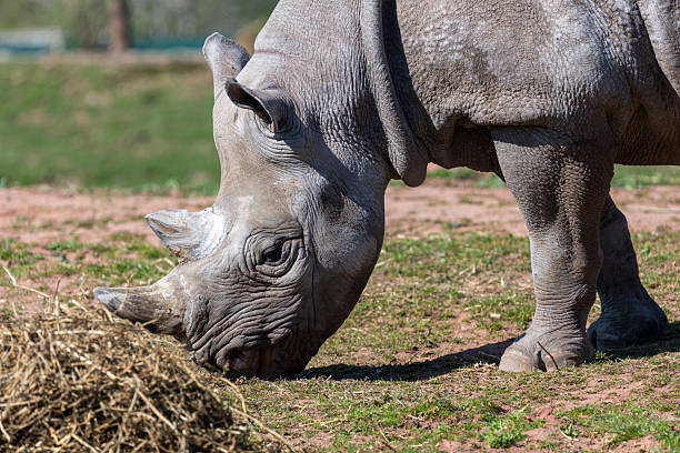 Rhino feeding on ground at the zoo