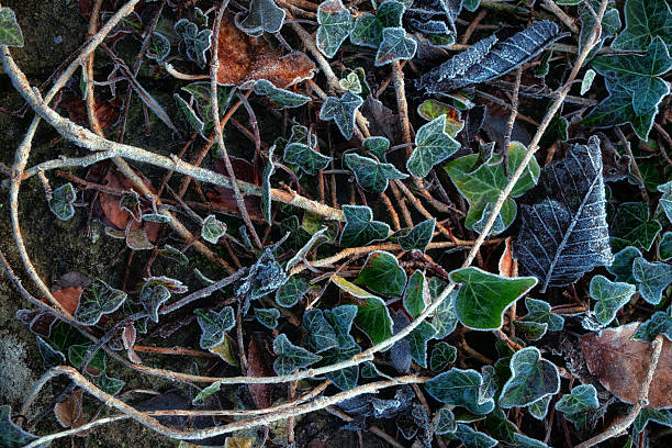 Close-up of ivy leaves covered with frost on the forest floor. Natural winter texture with frozen plants, cold weather atmosphere, and seasonal nature background.