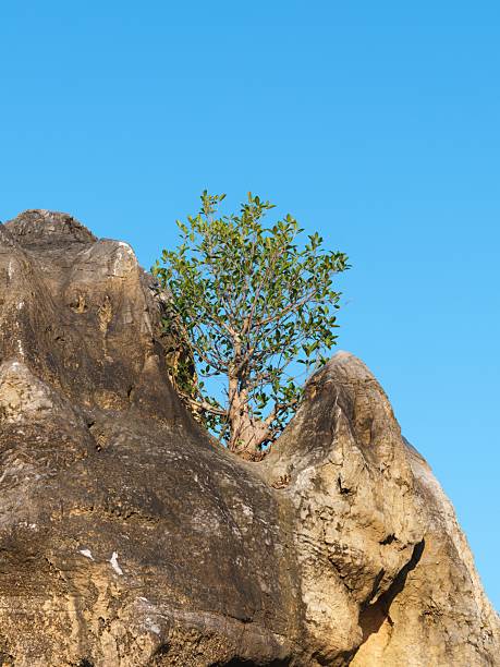 Blue sky with tree at Banana beach in Phuket Thailand