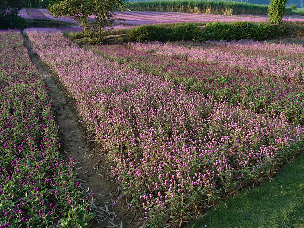 Rows of blooming pink flowers in a cultivated field with a dirt path running through it