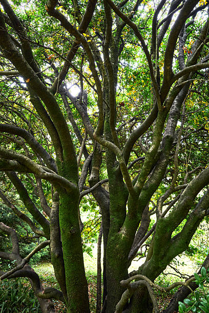 Silhouette of old tree trunks in green deciduous forest in day.