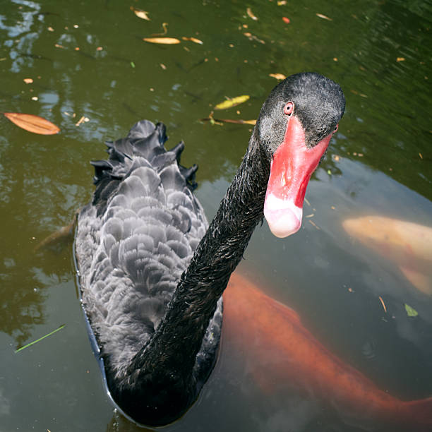 Black goose swimming in water